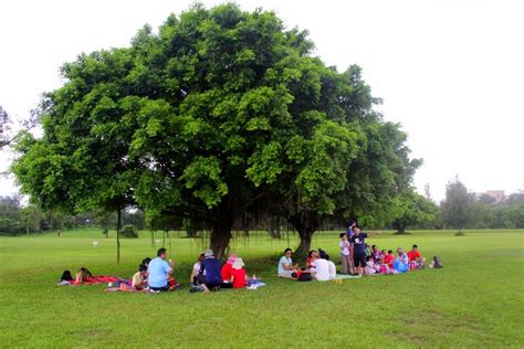 大樹的好處|在公園,與樹相遇